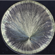 Biodynamisk Forskningsforening