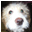 Græske Hunde