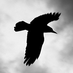Raven Computers