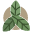 Grøn Omsorg
