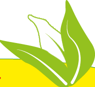 Curry Leaves