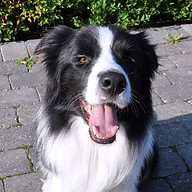 Border Collie Klubben