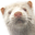 Thyrrestrup Mink ApS