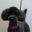 Fashion hund ved Tetiana