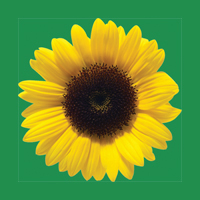 HD Sunflower Nordics ApS