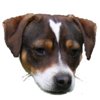 Kennel Zkrubbe