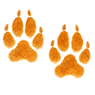 findthefox
