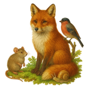 Hello Fox