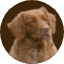 Kennel Toller's Delight
