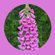 DIGITALIS AS