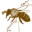 NORSK BRUNBIELAG