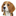 BEAGLE RINGEN TELEMARK OG VESTFOLD