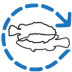 NORSK RENSEFISK AS