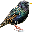 STARLING AS