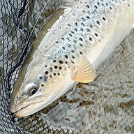 GOFLYFISHING KARL JOHAN CAVA MACHNIK