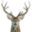 KNUTSHØ VILLREINUTVALG