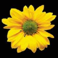CECILIES BLOMSTER AS