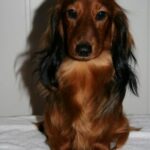 NORDLAND DACHSHUNDKLUBB
